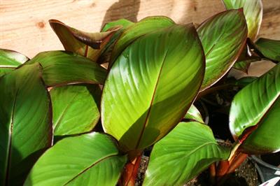 Ensete ventricosum